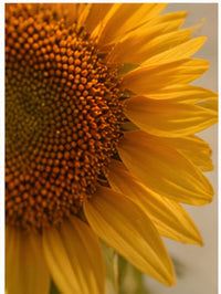 Sunflower Lecithin